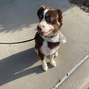 Just 4 Dogs - Bentley! - Pet Groomers Near Me - Orlando, Florida Just 4 Dogs - Bentley! - Pet Groomers Near Me - Orlando, Florida