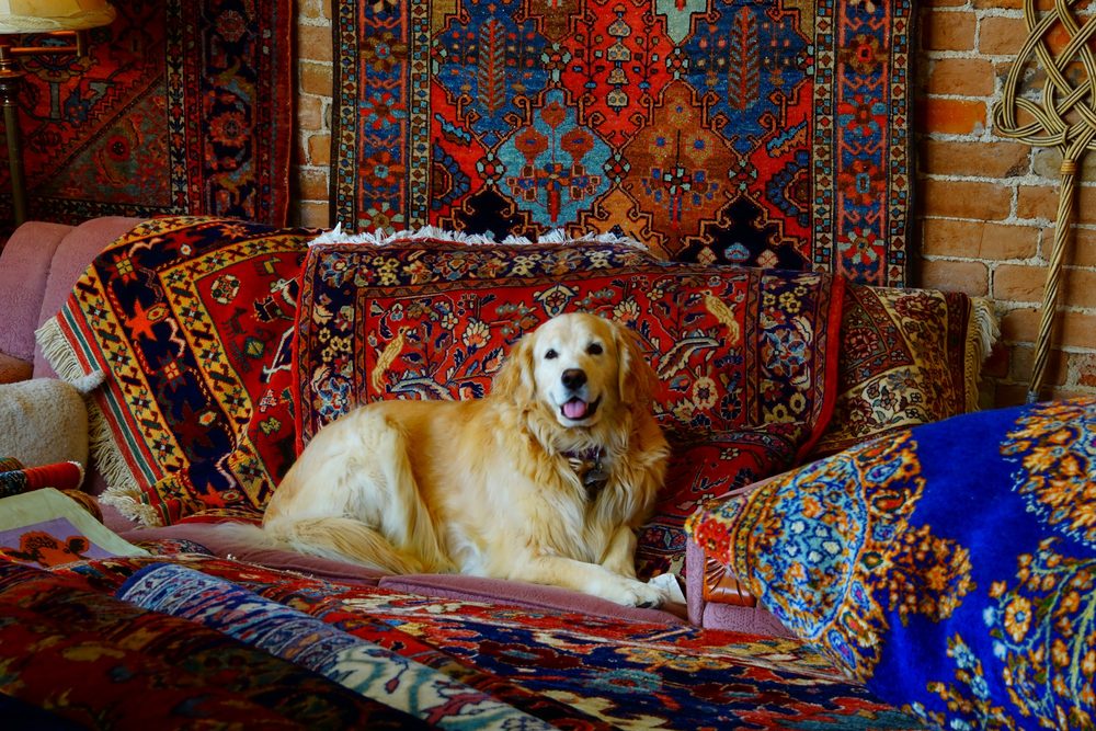 CASTLE CLEANING & ORIENTAL RUG COMPANY Updated August 2024 60