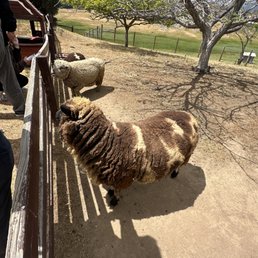 Lambradoodle sheep having a feeding frenzy!