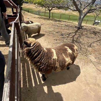 Oasis Camel Dairy - Lambradoodle sheep having a feeding frenzy! - Attraction Farms Near Me - Ramona, California