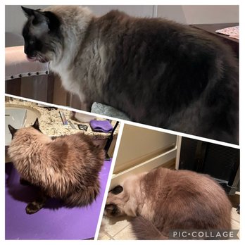 Bella Mio Cat Grooming - Pet Groomers Near Me Bella Mio Cat Grooming - Pet Groomers Near Me