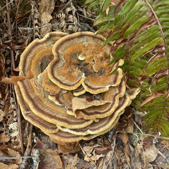 Oxbow Regional Park - Fungus growth - Parks Near Me - Gresham, Oregon