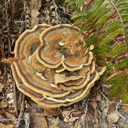 Oxbow Regional Park - Fungus growth