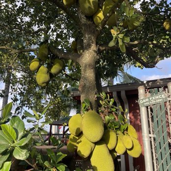 Robert Is Here - Fruits & Veggies Near Me - Homestead, Florida