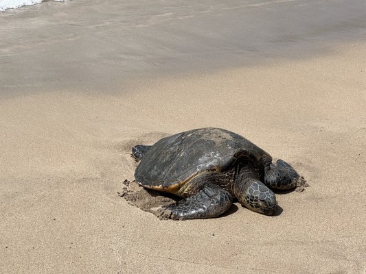 Slaughterhouse Beach by null