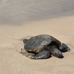 Slaughterhouse Beach