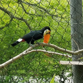 John Ball Zoo - Happy Toucan - Zoos Near Me - Grand Rapids, Michigan John Ball Zoo - Happy Toucan - Zoos Near Me - Grand Rapids, Michigan