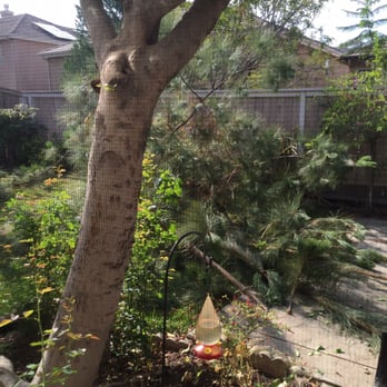 Inexpensive Tree Services - Pine #1 down. - Tree Services Near Me - Los Angeles, California Inexpensive Tree Services - Pine #1 down. - Tree Services Near Me - Los Angeles, California