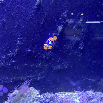 Austin Aquarium - We found him - Aquariums Near Me - Austin, Texas
