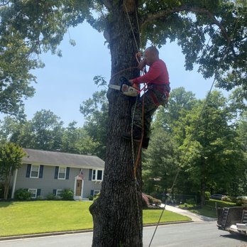 Nativer Tree Expert - Tree Services Near Me - Harwood, Maryland