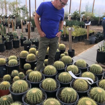 Star Nursery - Star Nursery Mesquite Barrel Cactus - Nurseries & Gardening Near Me - Mesquite, Nevada Star Nursery - Star Nursery Mesquite Barrel Cactus - Nurseries & Gardening Near Me - Mesquite, Nevada