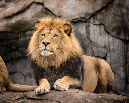 Oregon Zoo by null