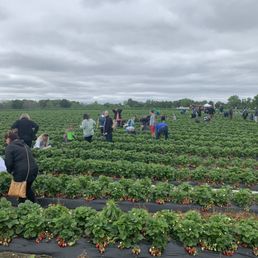 Plenty of room for everyone to pick their own strawberries.