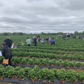 Ingram's Strawberries - Plenty of room for everyone to pick their own strawberries. - Fruits & Veggies Near Me - High Point, North Carolina