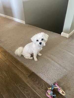 Bellemore Animal Hospital by null