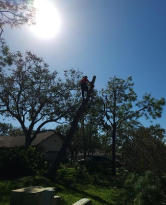 Expert Residential Tree Removal Services - Quality Roots Tree Service offers professional residential tree removal services designed to keep your property safe and beautiful. With 17 years of experience, our skilled team specializes in removing trees of all sizes with precision and care, ensuring minimal disruption to your landscape. Whether it’s a dead tree, storm-damaged branches, or a tree threatening your home, we handle every job with safety and customer satisfaction as our top priorities. As a trusted local business, we’re dedicated to providing reliable, affordable, and efficient tree care solutions for homeowners in our community. Expert Residential Tree Removal Services - Quality Roots Tree Service offers professional residential tree removal services designed to keep your property safe and beautiful. With 17 years of experience, our skilled team specializes in removing trees of all sizes with precision and care, ensuring minimal disruption to your landscape. Whether it’s a dead tree, storm-damaged branches, or a tree threatening your home, we handle every job with safety and customer satisfaction as our top priorities. As a trusted local business, we’re dedicated to providing reliable, affordable, and efficient tree care solutions for homeowners in our community.