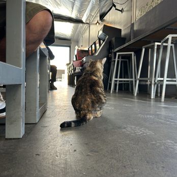 Progress Brewing - Brewery cat - Breweries Near Me - South El Monte, California Progress Brewing - Brewery cat - Breweries Near Me - South El Monte, California