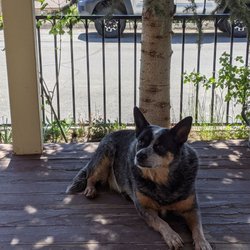 Sun Mountain House - Tick on the porch with us in the morning.