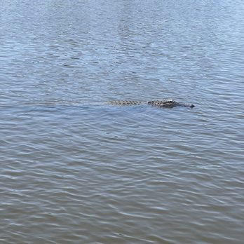 Happiness Bayou Tours - Boat Tours Near Me - Violet, Louisiana Happiness Bayou Tours - Boat Tours Near Me - Violet, Louisiana