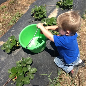Jessop Farms - Picking strawberries - Farmers Market Near Me - Ripon, California