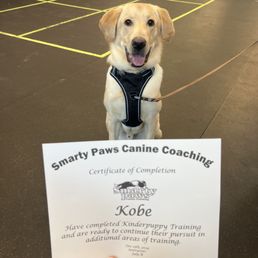 Kobe graduated Kinderpuppy! Kobe graduated Kinderpuppy!