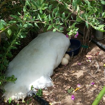 Garden of Light Hall - When I was there, some chickens and a soon to be mama white peacock let me feed them. Which reminds me I should go back to visit soon - Venues & Event Spaces Near Me - Bonsall, California Garden of Light Hall - When I was there, some chickens and a soon to be mama white peacock let me feed them. Which reminds me I should go back to visit soon - Venues & Event Spaces Near Me - Bonsall, California