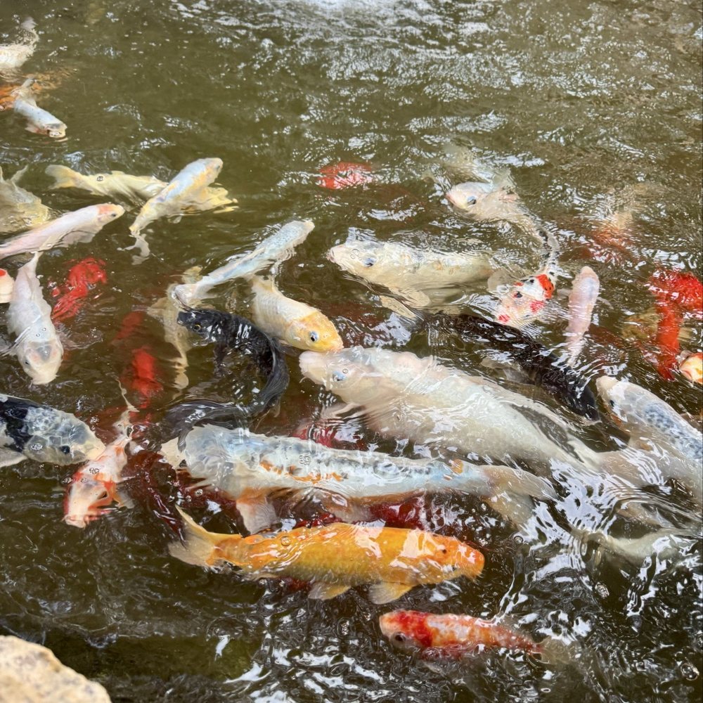 Cabernet Grill - Koi pond at entrance - Seafood Near Me - Fredericksburg, Texas