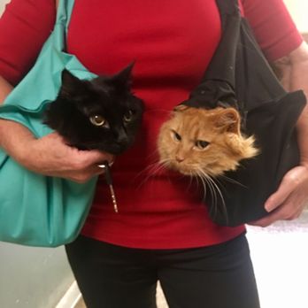 Griffith Small Animal Hospital - Veterinarians Near Me - Austin, Texas Griffith Small Animal Hospital - Veterinarians Near Me - Austin, Texas