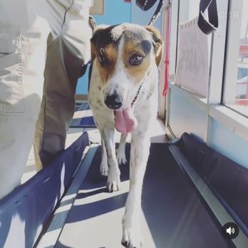 Martial Arfs - Treadmill! - Pet Training Near Me - Carle Place, New York Martial Arfs - Treadmill! - Pet Training Near Me - Carle Place, New York