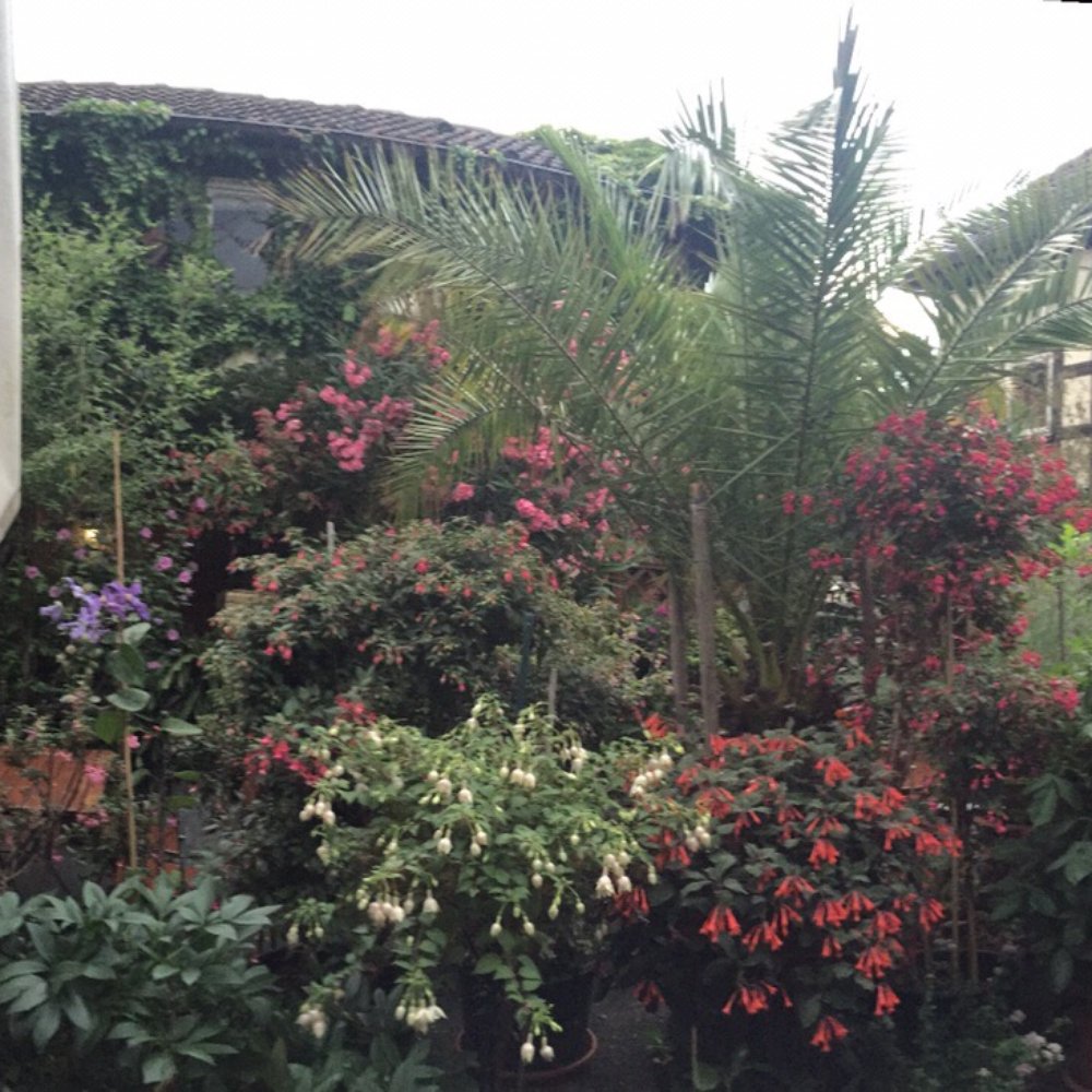 Bauernschänke - The beautiful flowerful garden. - Steakhouses Near Me - Eschborn, HE