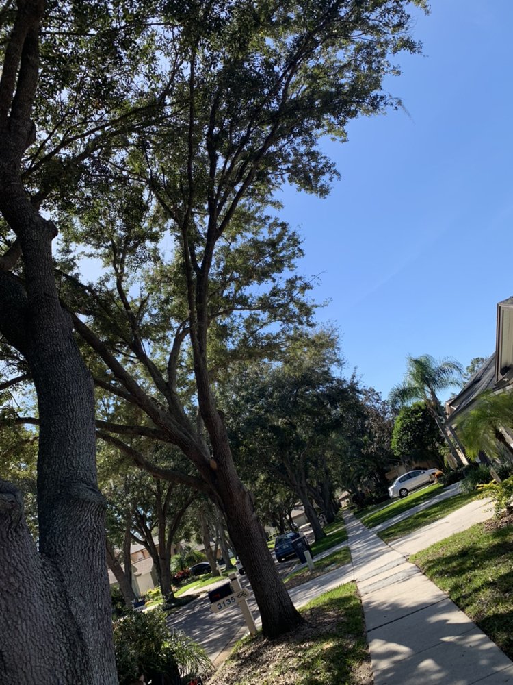 Top Notch Trees - tree service in Riverview, FL