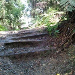 Sassafras Gully Tourist Track