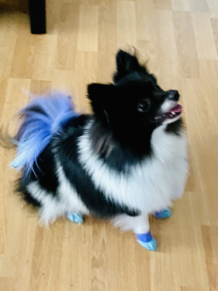 Dog groomed at Discount Pets