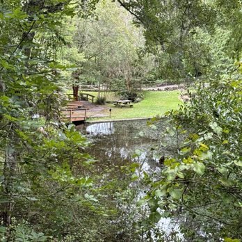 Ravine Gardens State Park - Spring water stream - Parks Near Me - Palatka, Florida