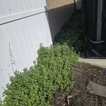 Joel Espinoza Landscape - Before - Tree Services Near Me