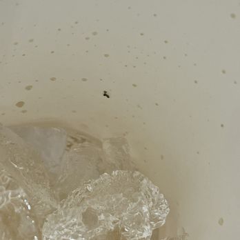 El Pollo Loco - the bug  in question - Mexican Near Me - Temecula, California