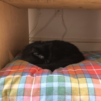 KitTea - Pet Adoption Near Me - San Francisco, California