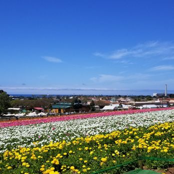 The Flower Fields - Venues & Event Spaces Near Me - Carlsbad, California