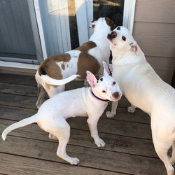Douglas County Canine Rescue