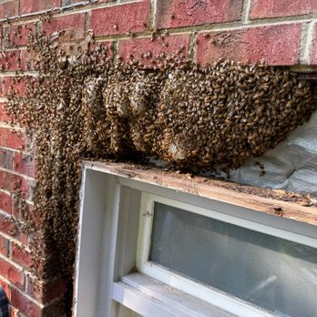 Beetriever Apiary - Pest Control Near Me - High Point, North Carolina Beetriever Apiary - Pest Control Near Me - High Point, North Carolina