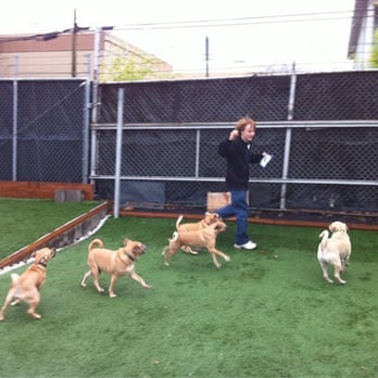 Doggone Fun Doggy Daycare - Pet Training Near Me - Tualatin, Oregon Doggone Fun Doggy Daycare - Pet Training Near Me - Tualatin, Oregon