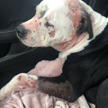 BluePearl - Town Center - On the way to Blue Pearl after the incident - Veterinarians Near Me - Virginia Beach, Virginia