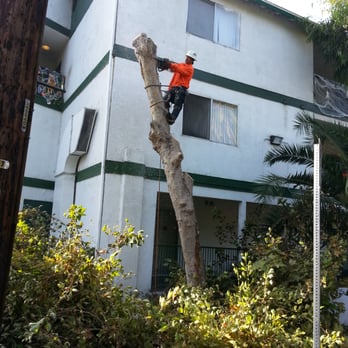 Amazon Tree Service - Removal. - Tree Services Near Me Amazon Tree Service - Removal. - Tree Services Near Me