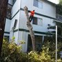 Photo of Amazon Tree Service
