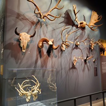 Bell Museum - Museums Near Me - Saint Paul, Minnesota
