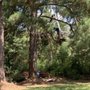 Photo of Genesis Tree Services