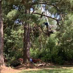 Genesis Tree Services - Large pine with broken limbs needed trimming.