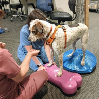 Walking Paws Rehab - Balancing! - Veterinarians Near Me - Boulder, Colorado