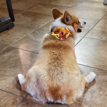 Dogs R US - booty floof - Pet Groomers Near Me - Mary Esther, Florida