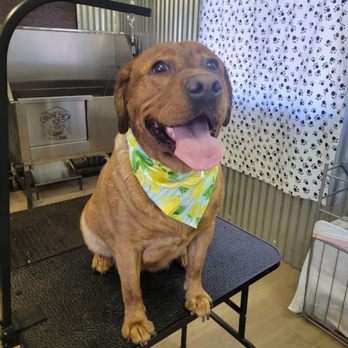 Home Baby Grooming - Pet Groomers Near Me Home Baby Grooming - Pet Groomers Near Me